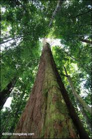 Maybe you would like to learn more about one of these? Rainforest Lumber And Timber And Paper Companies Facts And Details