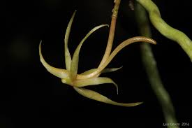 Image result for Angraecum moandense