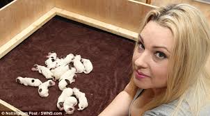 Nottingham Springer Spaniel expected to have 6 puppies gives birth to a  litter of 15