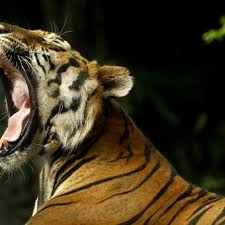 Un 29 de abril de 1926 fallece el dr. Por Que El Dia Del Animal Se Celebra El 29 De Abril En La Argentina