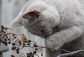 Pick Cute Curious Kitty Of The Day Sevimli Kediler Hayvan Ve Kedi