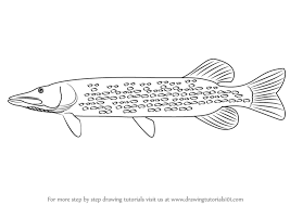 How To Draw A Pike Drawingtutorials101 Com Fish Silhouette Pike Fish Fish