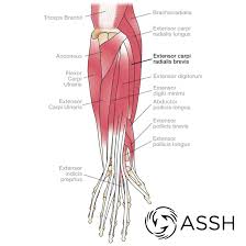 Your biceps, triceps, and deltoids. Body Anatomy Upper Extremity Tendons The Hand Society