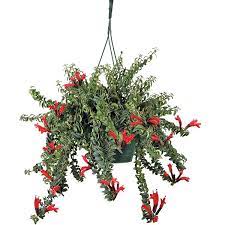 Maybe you would like to learn more about one of these? Twisted Lipstick Plant Aeschynanthus Rasta Lipstick Plant For Sale