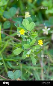 Image result for Trifolium dubium