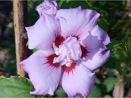 Image result for Hibiscus syriacus Violet Clair Double