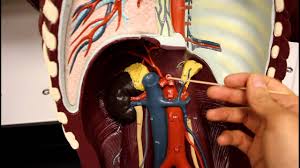 A different piece of art, with a modern view of a vintage anatomy print. Circulatory System Anatomy Systemic Circulation Arteries Of The Torso Model Description Youtube