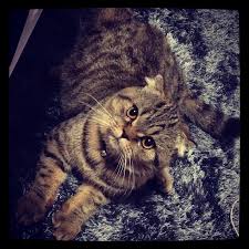 Kumpulan gambar binatang, koleksi gambar binatang, gambar hewan, mewarnai gambar binatang, gambar kucing, gambar gajah, gambar binatang lucu, gambar anjing, gambar binatang animasi. 8 Keistimewaan Memelihara Kucing