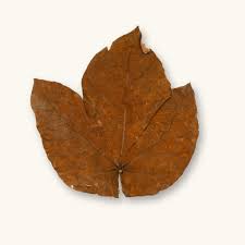 Image result for Macaranga mellifera