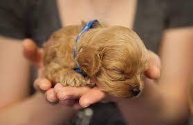 Our prime mission is to breed jovial and cute cavapoo puppies for your loving homes. Morningside Cavapoo Puppies Texas The Y Guide