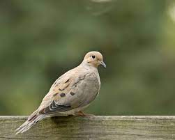 We did not find results for: It S Open Season On Mourning Doves In Parts Of Ontario The Star