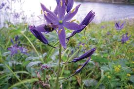 Others may think it is a sign of respect to have the tattoo design. In Search Of Camas A Native American Food Staple The Secret Gardens High Country News Know The West