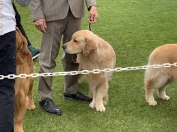 Indio Dog Show 2019 Dog Show Golden Retriever Kennel