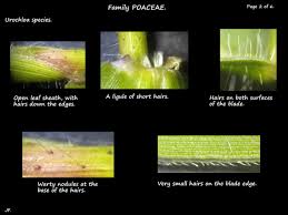 Image result for Urochloa oligotricha