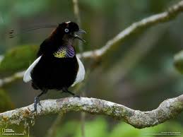 Bird Of Paradise Mating Dance Gif Berlepsch S Six Wired Bird Of Paradise Parotia Berlepschi Male Birds Of Paradise Bird Pet Birds