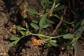 Image result for Indigofera praticola