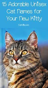 Coming Up With Unisex Cat Names Is A Lot Harder Than It Seems Right Sure There Are A Million Darling Male Cat Name Cute Cat Names Cat Names Unique Cat Names