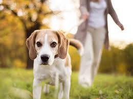35% off pet food, treats & supplies today, 24/7 pet expert customer service! 50 Fantastic Pet Sitting Business Name Ideas Toughnickel