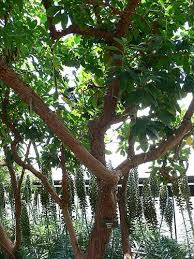 Take the strawberry tree, the arbutus 'marina' or unedo. Arbutus Marina Madrone Plant Lust