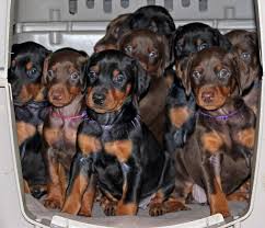 Black And Tan Doberman Puppies For Sale 5 Week Old Doberman Puppies Champion Bloodline Doberman Puppy Training Doberman Dogs Scary Dogs