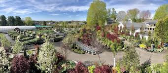 Shown here are flowering and small ornamental trees that robert j kleinberg landscape design likes to use shown here are a sample of some of the best flowering and top performing trees we use with photos newer varieties are more disease resistant and have much nicer leaves in summer and fall. Best New England Nurseries Garden Centers New England Today