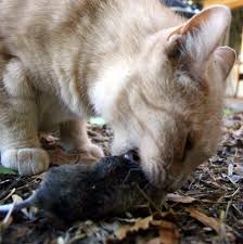 A golf ball) in their bowl. What Do Cats Eat Dogsfirstireland Raw Dog Food
