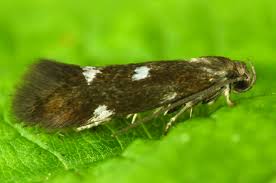 Image result for Telechrysis tripuncta