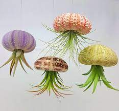 jellyfish air plant holders 4 pack hanging plants holder umbra bolo