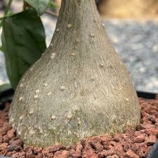 Image result for Gerrardanthus lobatus