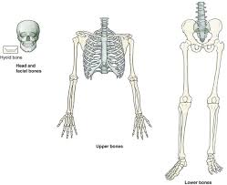 The models in these apps are similar to classic real plastic. Musculoskeletal System And Connective Tissue Clinical Gate