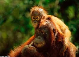 Tanjung adalah desa di kecamatan tanjung, brebes, jawa tengah, indonesia. Borneo Bedlam Get Up Close To The Rainforest In Tanjung Puting National Park Daily Mail Online