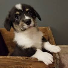 Browse search results for corgi puppies for sale in rochester, mn. View Ad Pembroke Welsh Corgi Litter Of Puppies For Sale Near Minnesota Rochester Usa Adn 92564
