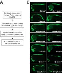 Per esempio, la proteina g viaggia attraverso il reticolo endoplasmatico rugoso , dove subisce un'ulteriore piegatura, e viene quindi trasportata all' apparato del golgi , in cui viene aggiunto un gruppo di zucchero ( glicosilazione ). Cavin 2 Regulates The Activity And Stability Of Endothelial Nitric Oxide Synthase Enos In Angiogenesis Journal Of Biological Chemistry