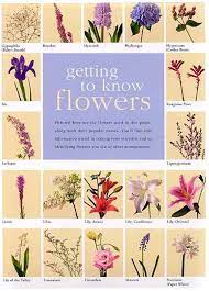 This vibrant, long lasting bloom is available in a large range of hues and is popular. Flower Meanings List Of Flowers And Their Meanings Flower Meanings Flower Delivery List Of Flowers