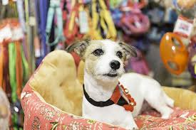 The 10 Best Pet Stores In Idaho