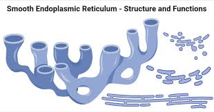 What is difference between rough and smooth endoplasmic reticulum. Smooth Endoplasmic Reticulum Structure And Functions