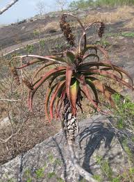 Image result for Aloe ribauensis
