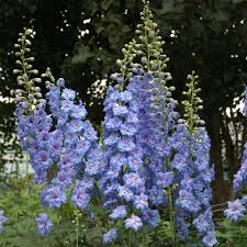 Image result for Delphinium