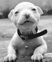 Dr Snoopy Pitbull Komik Hayvanlar Sevimli Kopekler