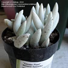 Image result for Caputia