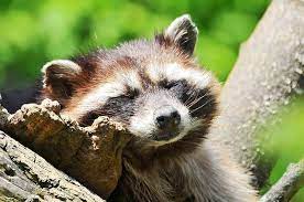 Sleeping Raccoon Sleeping Animals Sleepy Animals Animals