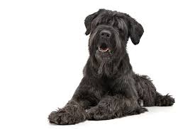 Black Russian Terrier: Complete Breed Overview & Information