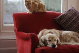 Additionally, you should vacuum your sofa on a gentle or low setting with a soft surface attachment. How To Clean Microfiber Couch With Carpet Shampooer 2020