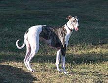 Greyhound rewards has had a facelift. Greyhound Wikipedia