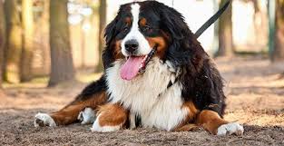Northern michigan bernese mountain dogs, cheboygan, michigan. Bernese Mountain Dog Dog Breed Profile Petfinder