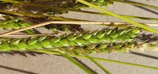 Image result for Setaria parviflora