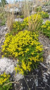 Image result for Sedum ruwenzoriense