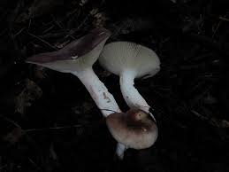 Image result for Russula mariae