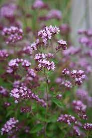 Origanum Lae Hopleys Is An Oregano Which Flowers For Many Months From Late Spring To Autumn And Remain British Wild Flowers Beautiful Flowers Flower Seeds