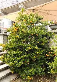 Contiene anche la naringina, che è ciò che gli dà quel particolare gusto amarognolo. Citrus Myrtifolia Wikipedia